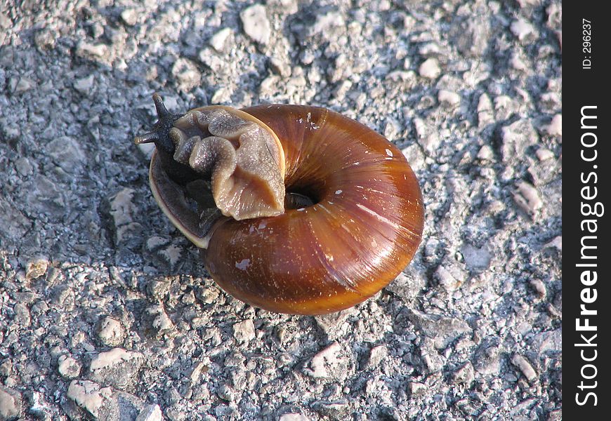 Beautiful snail on the road, sunbathing in slow motion