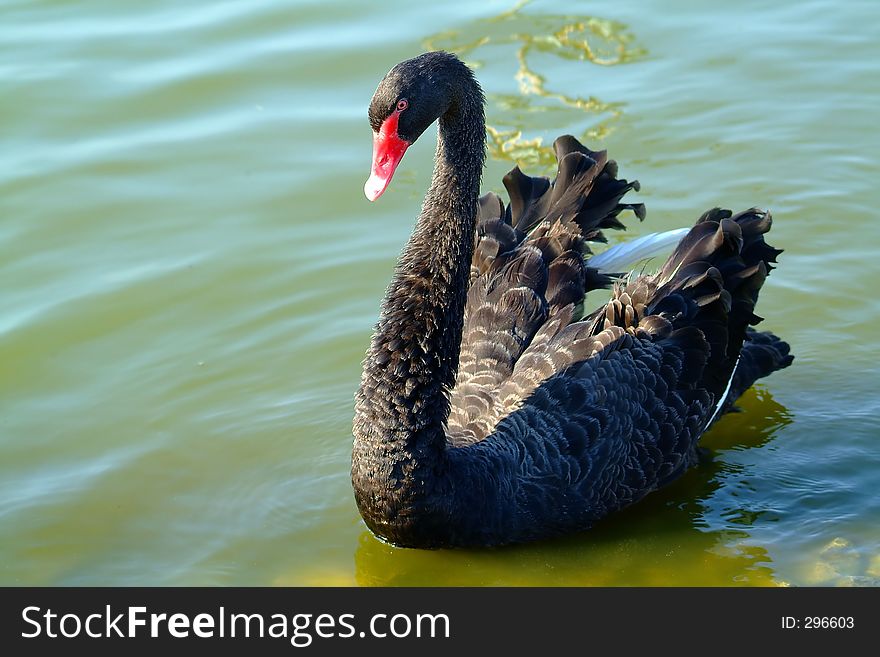 Alone Black Swan