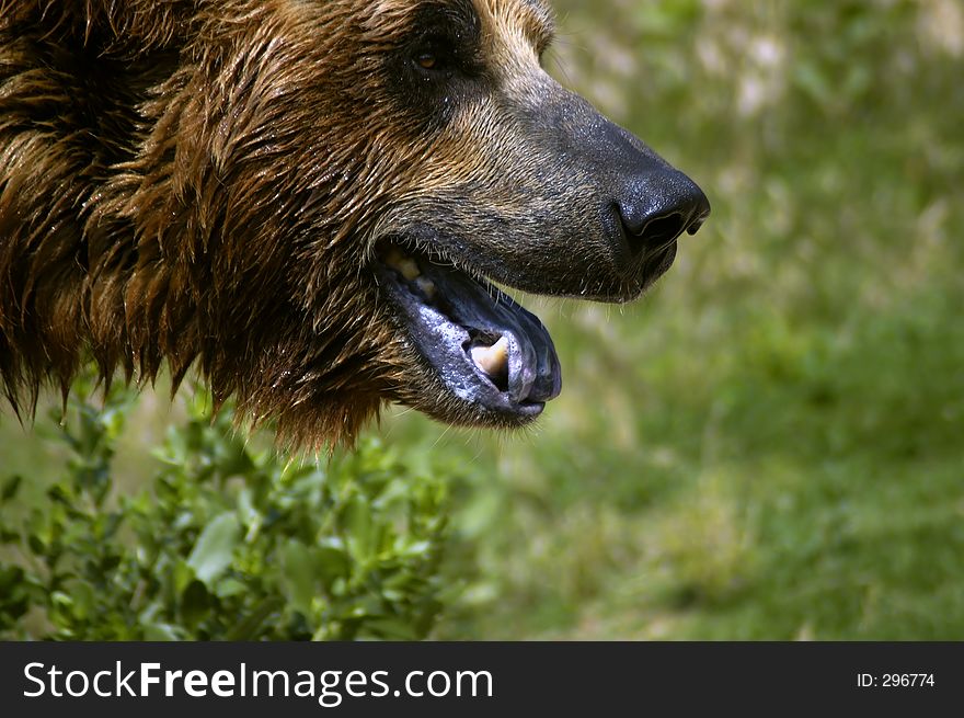 The face of a grizzly bear comes into view from the top corner. The face of a grizzly bear comes into view from the top corner.