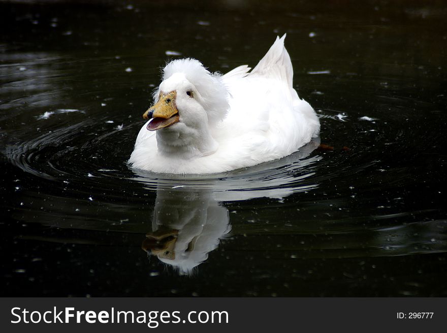 A white duck with a look like s/he is laughing. A white duck with a look like s/he is laughing.