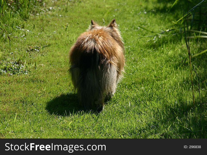 Back shot of a collie dog walking on green grass. Back shot of a collie dog walking on green grass.