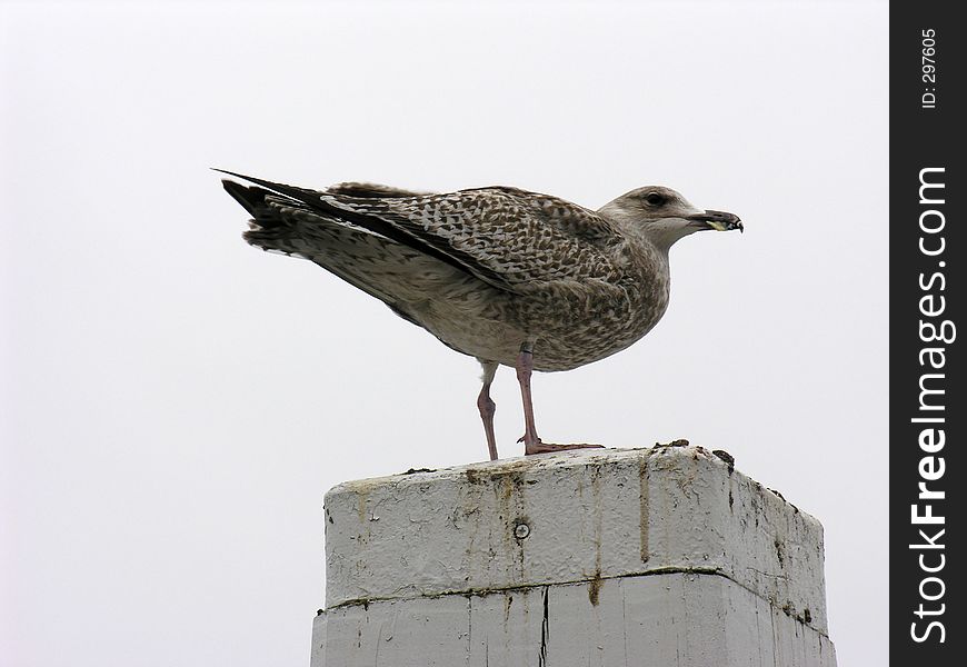 Seagull on Pole