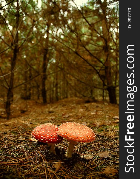 Mushroom in forest