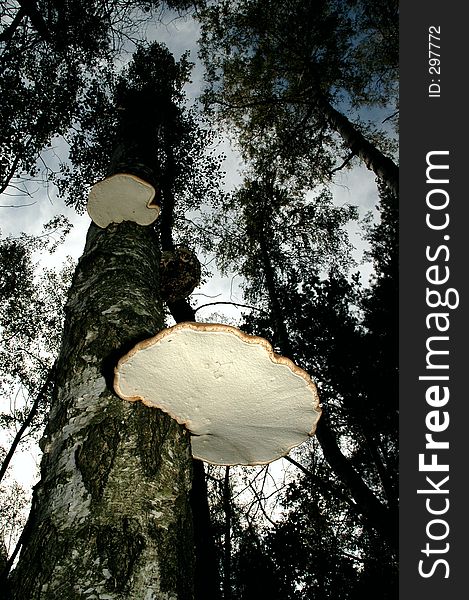 Bracket fungus on tree