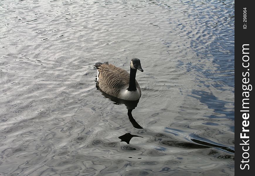 A Branta Canadensis (Canda Goose) on the water. A Branta Canadensis (Canda Goose) on the water.