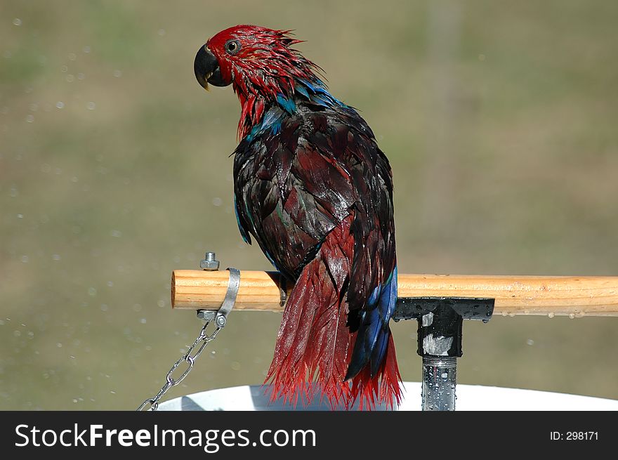 Drenched Parrot