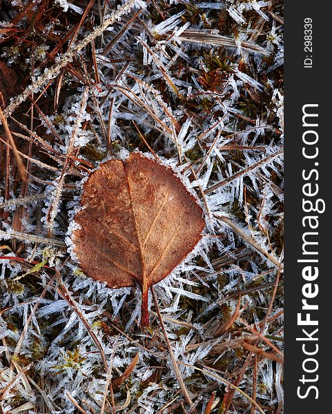 Autumn leaf imprisoned in ice crystals. Autumn leaf imprisoned in ice crystals