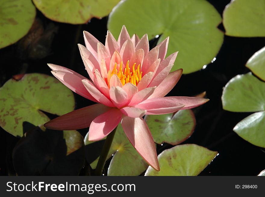 This is a pink water lily