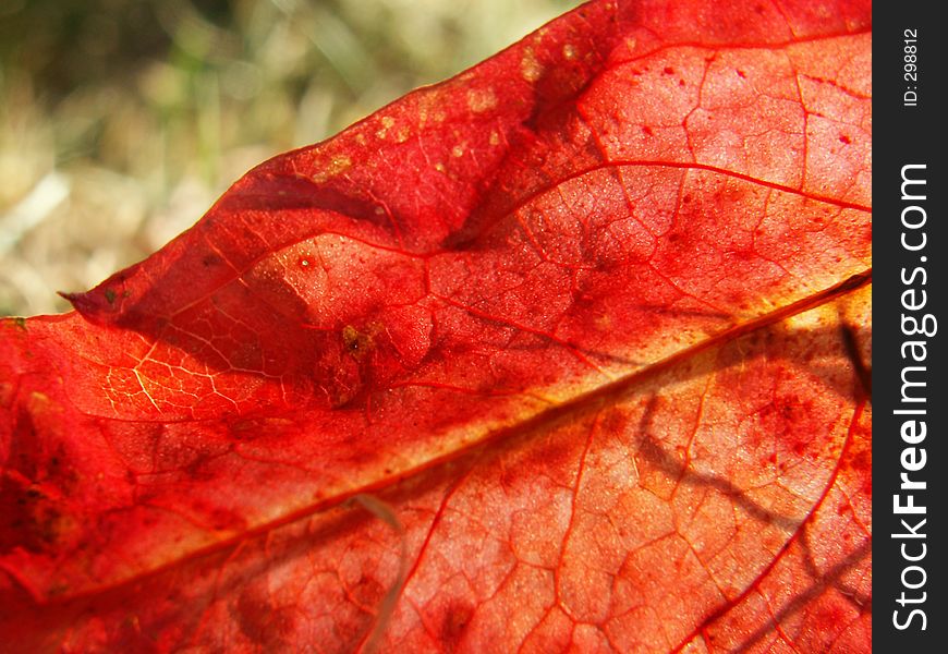 Red leaf in the sun
