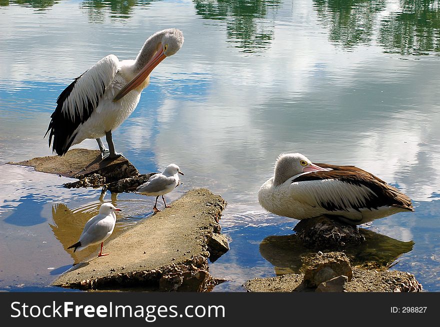 Two pelicans and two seagulls lazing on the rocks. Two pelicans and two seagulls lazing on the rocks.