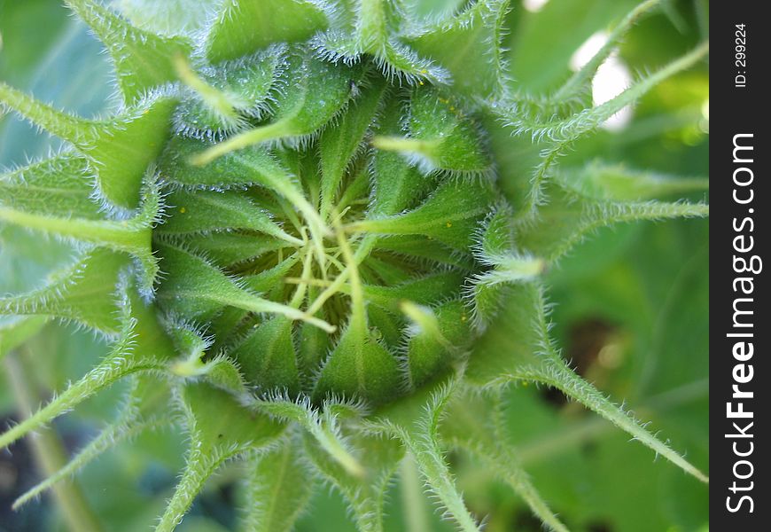 Baby Sunflower