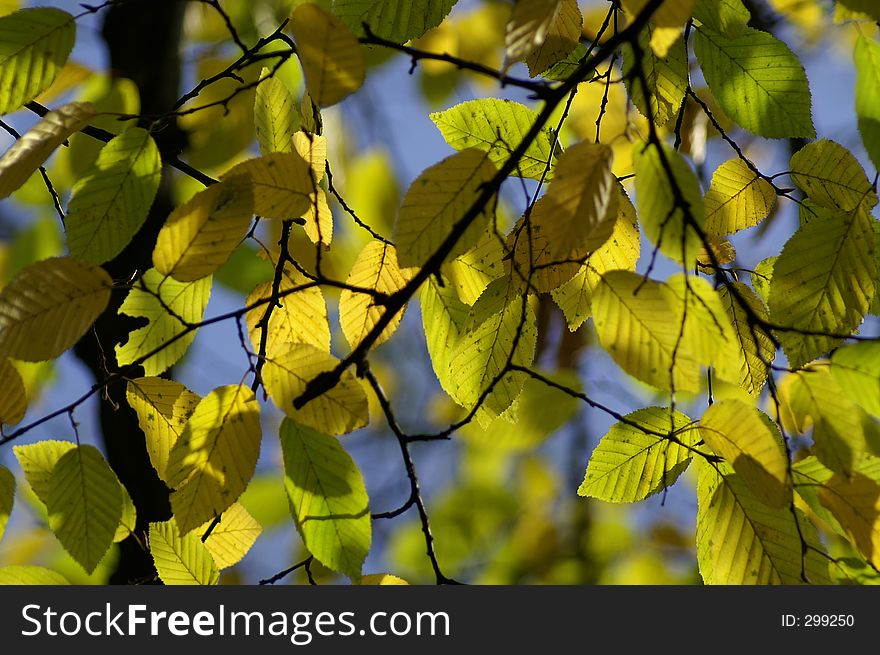 Leaves on tree in October. Leaves on tree in October