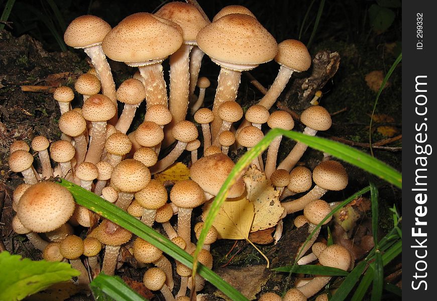 Wild mushrooms in the Russian forest