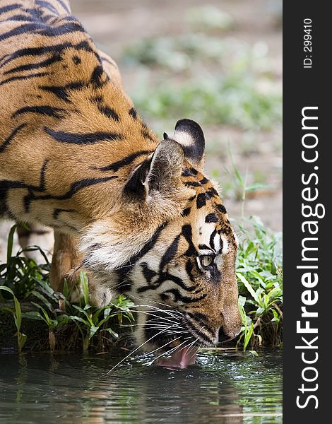 Tiger drinking water