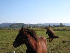 Two Horses In The Field Stock Image Two Horses In The Field Stock Image