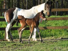 Friesian Sport Horse Foal 3 Royalty Free Stock Photos Friesian Sport Horse Foal 3 Royalty Free Stock Photos