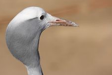 Blue Crane Profile Stock Image Blue Crane Profile Stock Image