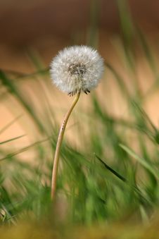 Photo Of A Dandelion Flower Stock Photos Photo Of A Dandelion Flower Stock Photos