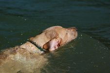 Labrador Swimming Royalty Free Stock Photo