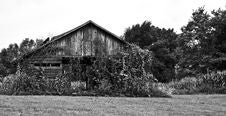 Vine And Leaf Covered Barn B/W Royalty Free Stock Photography Vine And Leaf Covered Barn B/W Royalty Free Stock Photography