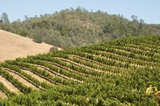 Vineyard In California Stock Image