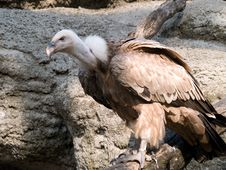 Gyps Fulvus Hablizl Stock Image Gyps Fulvus Hablizl Stock Image