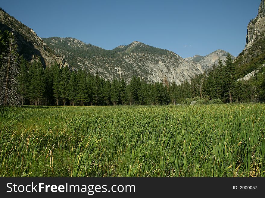 Lush Green Mountain Meadow with blue sky.