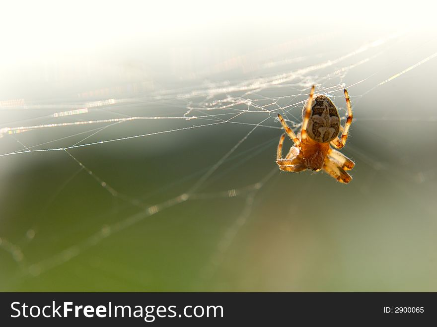 Spider sitting in the web. Spider sitting in the web