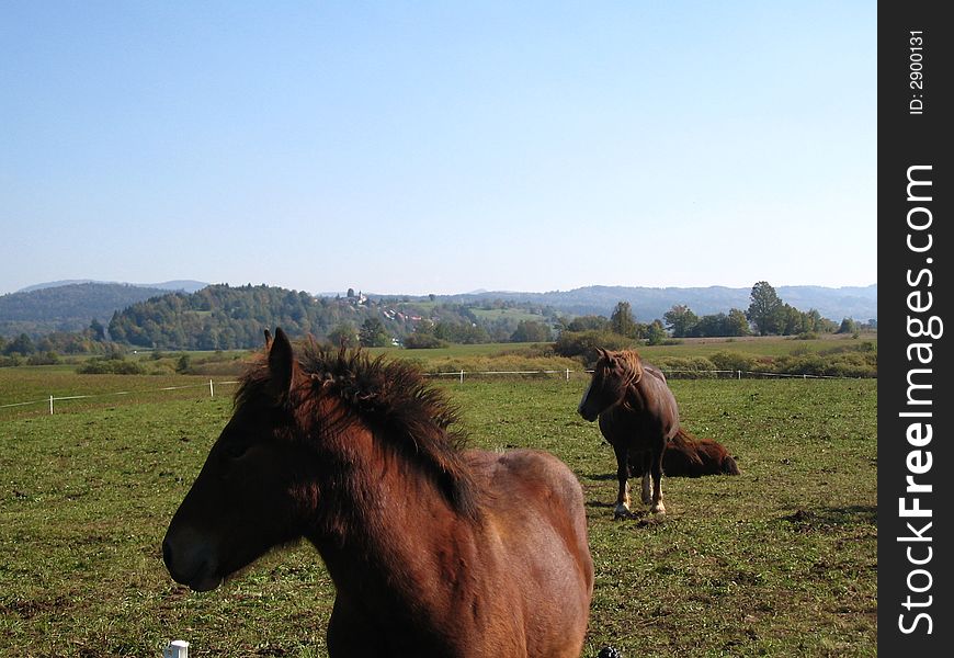Two brown horses grazing in the field. Two brown horses grazing in the field
