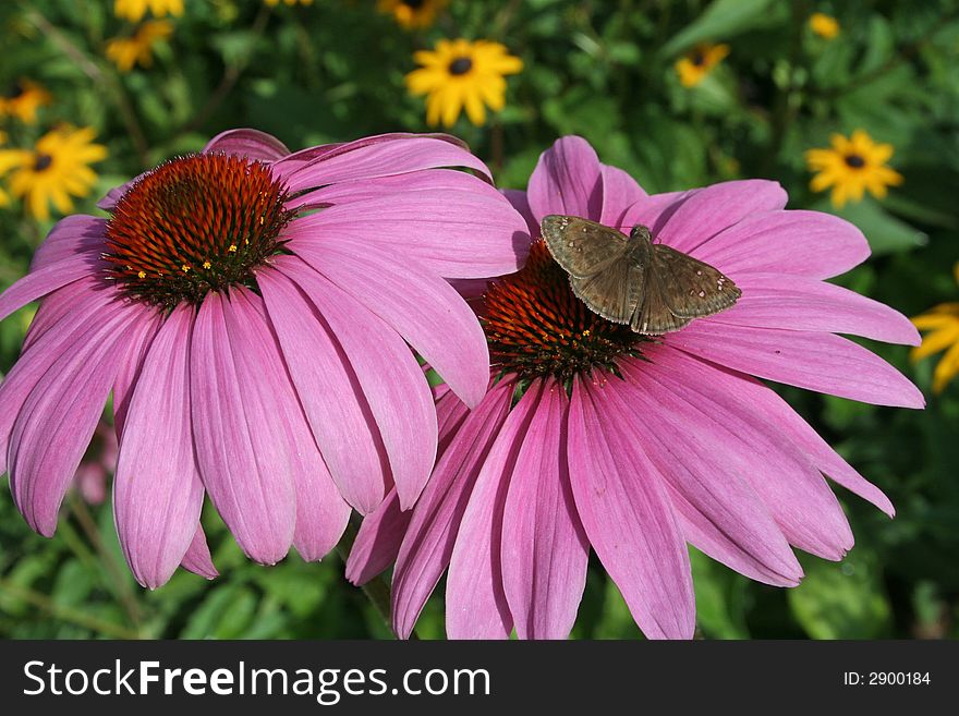 Purple Daisies With Moth