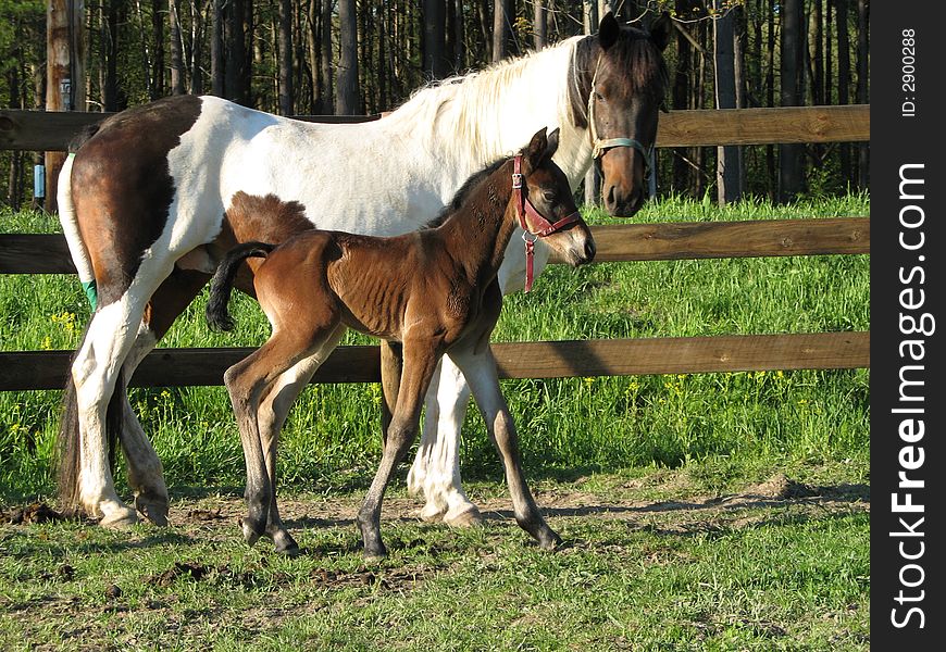 A male one day old Friesian Sport Horse foal on first outing with his Pinto mother. A male one day old Friesian Sport Horse foal on first outing with his Pinto mother.