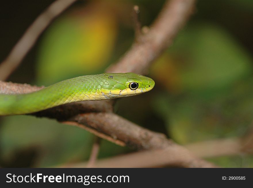 Headshot of a rough green snake climbing in a small tree. Headshot of a rough green snake climbing in a small tree.