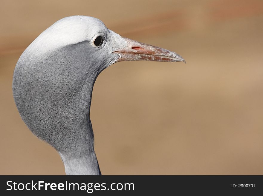 Blue crane profile