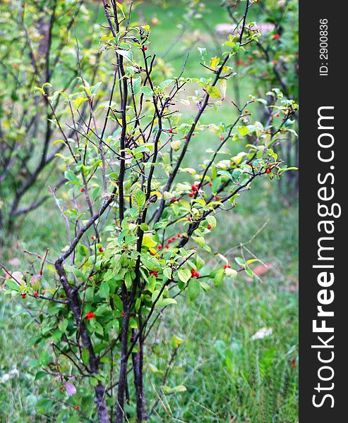 Wild Bush With Berries