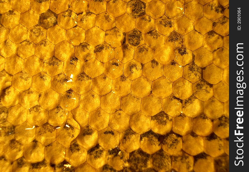 Honeycombs 3