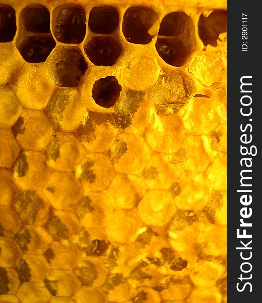 Goldish honeycombs with the sweet tasty honey. Goldish honeycombs with the sweet tasty honey
