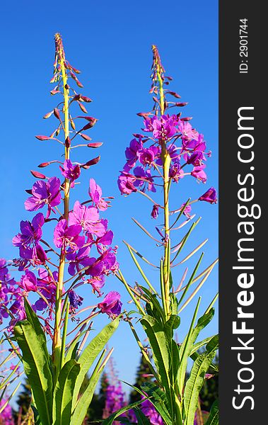 Very beautiful field plant of July; a hot sunny day; the bright blue sky; vertical orientation. Very beautiful field plant of July; a hot sunny day; the bright blue sky; vertical orientation.
