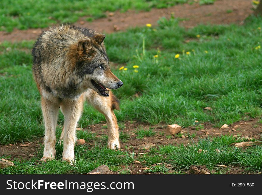 Wolf Photo (Canis lupus)