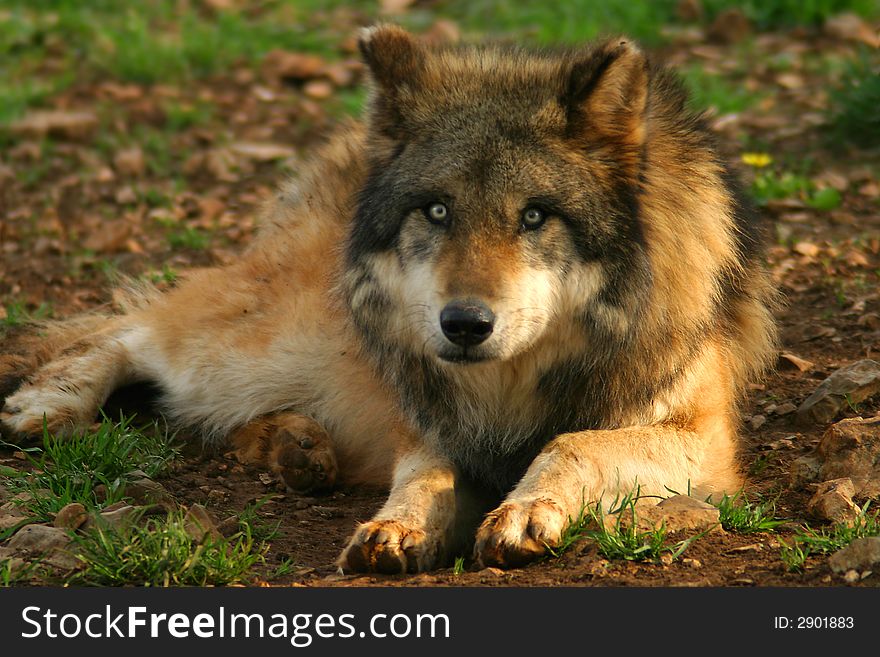 Photograph of a Timber Wolf (Canis lupus). Photograph of a Timber Wolf (Canis lupus)
