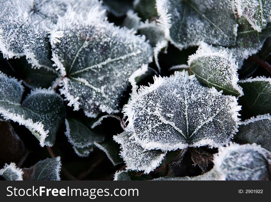 Frosted ivy leaves. winter plants.