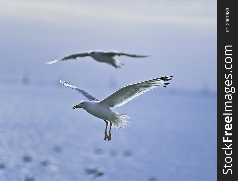 White seagulls flying the sky over the sea. White seagulls flying the sky over the sea