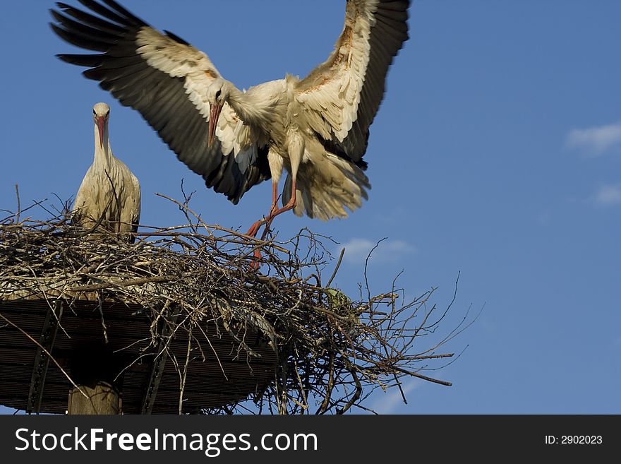 A white stork in his nest and blue sky. A white stork in his nest and blue sky