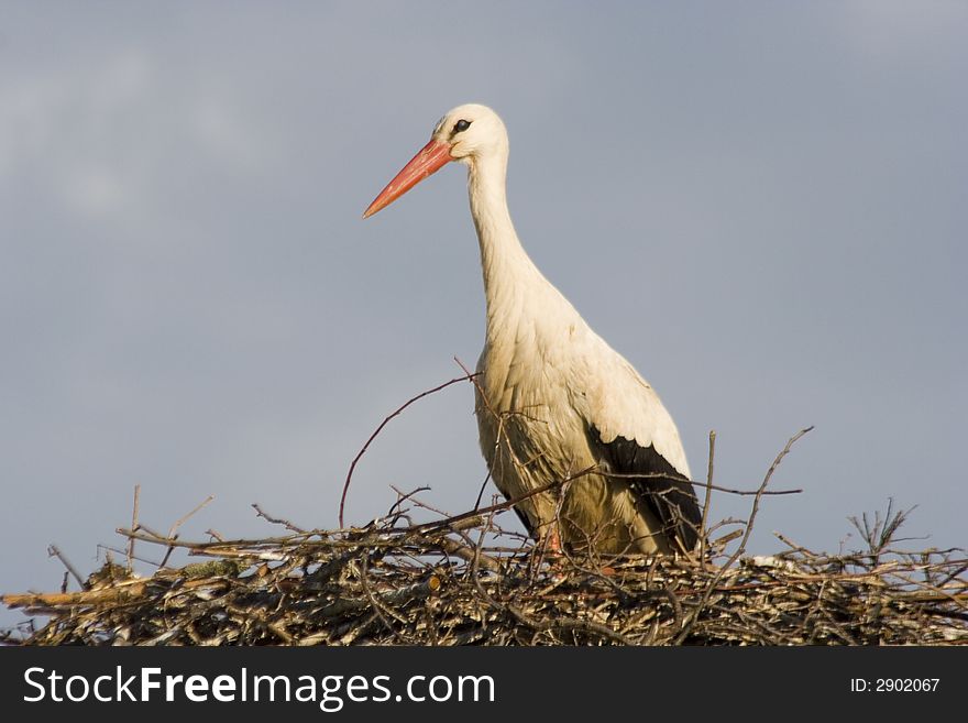 A white stork in his nest and blue sky. A white stork in his nest and blue sky