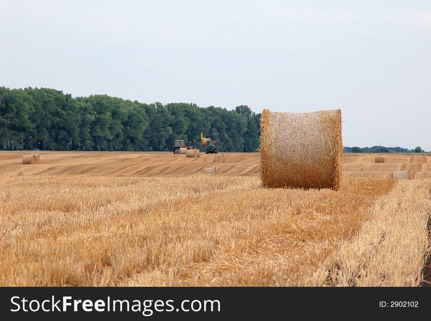 An image of roll of straw on the field. An image of roll of straw on the field