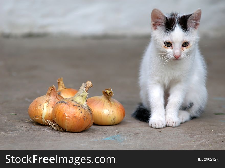 The image of a cat and bulbs. The image of a cat and bulbs
