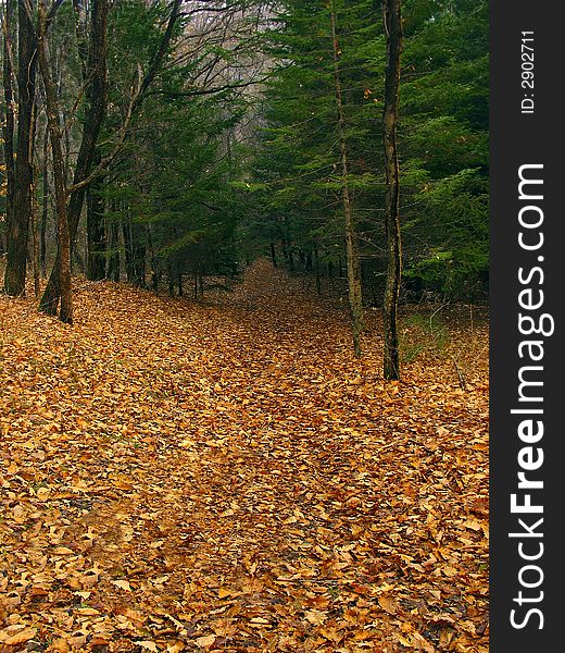 Fall Oak Leaves