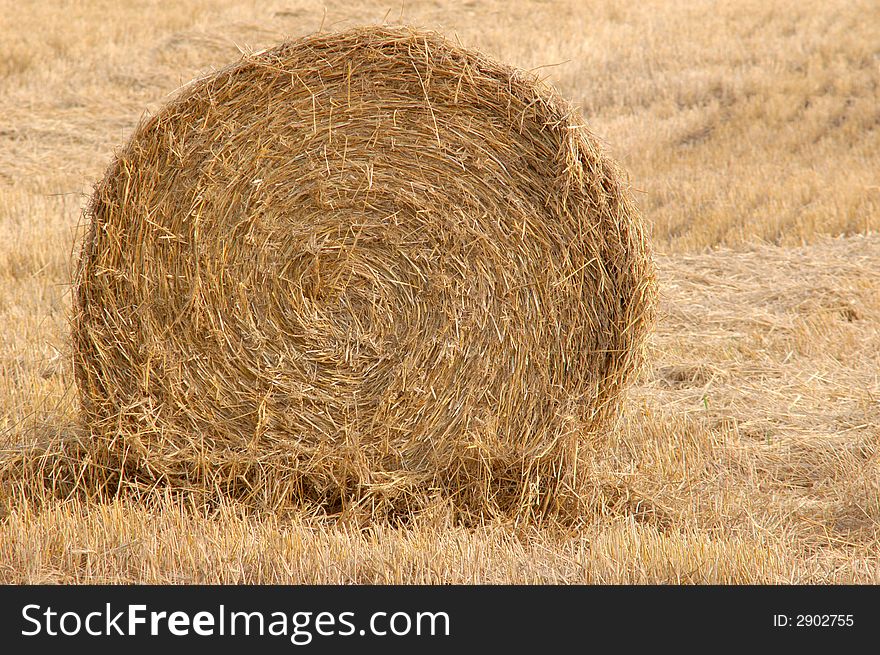 An image of yellow roll of straw on the field