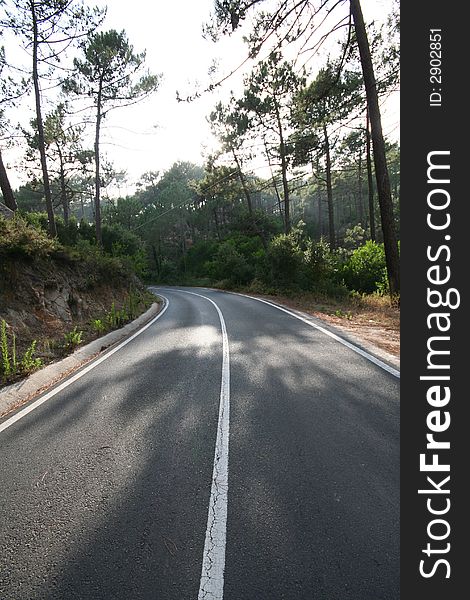Forest Road at Sintra Portugal