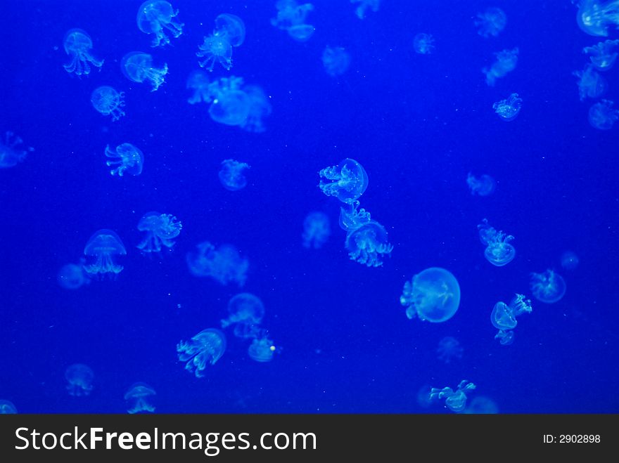Many little jelly fishes swimming around. Many little jelly fishes swimming around