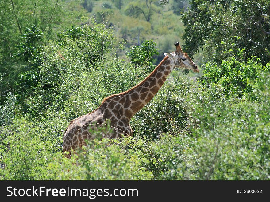 Giraffe in the the kruger park, south africa